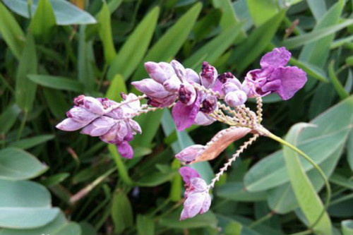 ����ݺ���������ʲô���� ����ݺ���������Ч����������Щ