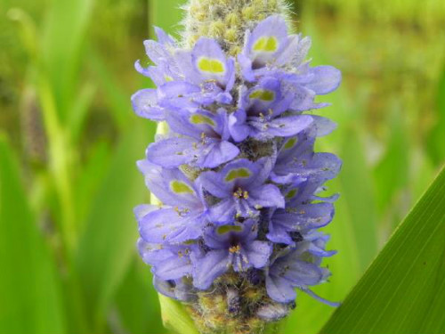 ����ݺ���������ʲô���� ����ݺ���������Ч����������Щ