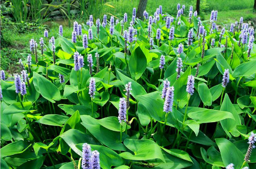 ����ݺ���������ʲô���� ����ݺ���������Ч����������Щ