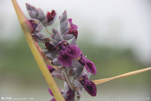 ����ݺ���������ʲô���� ����ݺ���������Ч����������Щ