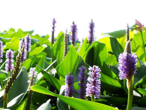 ����ݺ���������ʲô���� ����ݺ���������Ч����������Щ