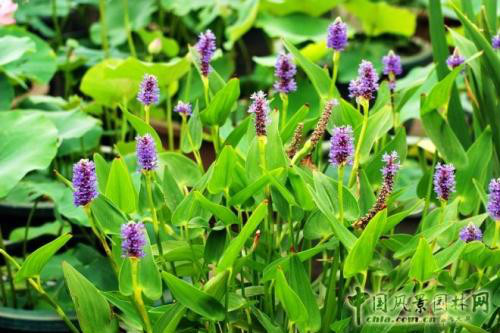 ����ݺ���������ʲô���� ����ݺ���������Ч����������Щ