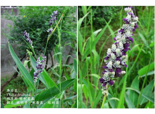 ����ݺ���������ʲô���� ����ݺ���������Ч����������Щ