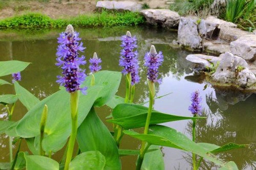 梭鱼草可以吸收水里什么物质 种植梭鱼草有什么好处
