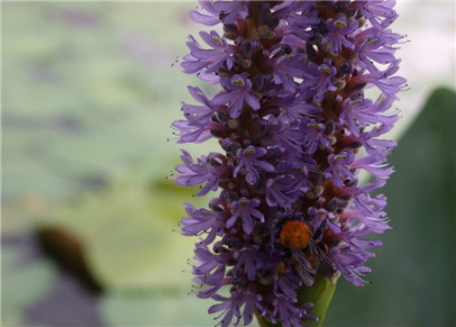 梭鱼草可以吸收水里什么物质 种植梭鱼草有什么好处