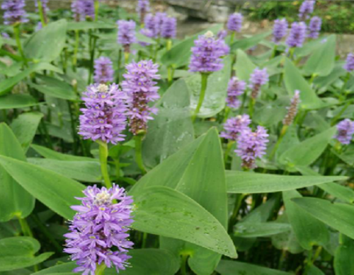 梭鱼草可以吸收水里什么物质 种植梭鱼草有什么好处