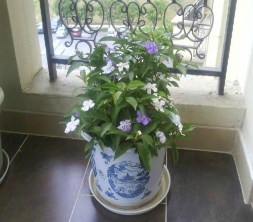 双色茉莉的香味有毒吗适合放在室内吗 双色茉莉有什么好处