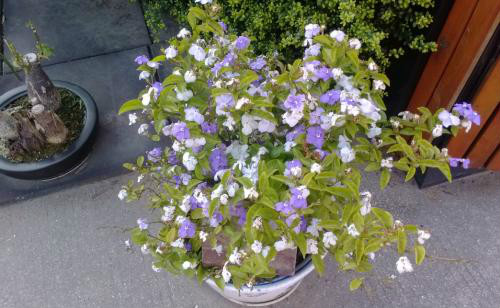 双色茉莉的香味有毒吗适合放在室内吗 双色茉莉有什么好处