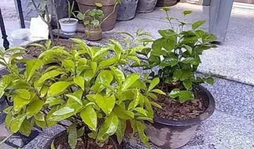 ˫ɫ����Ҷ�ӷ��ƾ�����ô�� ˫ɫ����Ҷ�ӷ���ԭ�򼰽���취