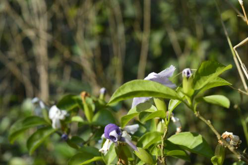 ˫ɫ����Ҷ�ӷ��ƾ�����ô�� ˫ɫ����Ҷ�ӷ���ԭ�򼰽���취