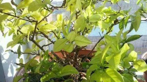 ˫ɫ����Ҷ�ӷ��ƾ�����ô�� ˫ɫ����Ҷ�ӷ���ԭ�򼰽���취