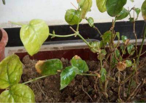 ˫ɫ����Ҷ�ӷ��ƾ�����ô�� ˫ɫ����Ҷ�ӷ���ԭ�򼰽���취