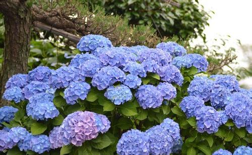 八仙花的养殖方法和注意事项有哪些 八仙花花语是什么