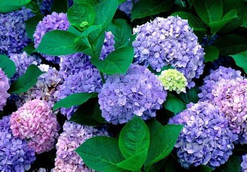 八仙花的养殖方法和注意事项有哪些 八仙花花语是什么