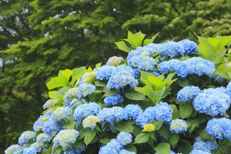 八仙花的养殖方法和注意事项有哪些 八仙花花语是什么