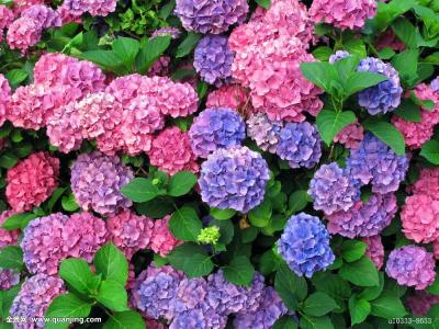 八仙花的养殖方法和注意事项有哪些 八仙花花语是什么