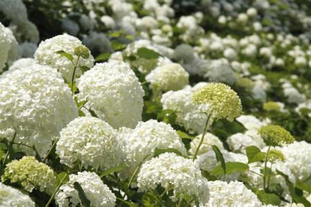 八仙花的养殖方法和注意事项有哪些 八仙花花语是什么