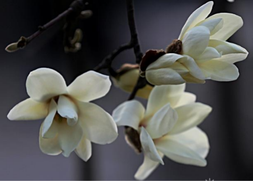 白玉兰花香味有毒吗 白玉兰花适合放在卧室吗养在哪最好