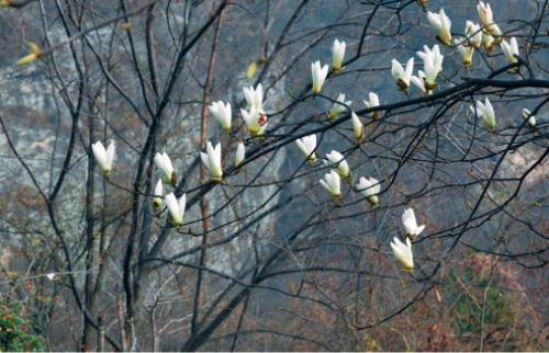 白玉兰花香味有毒吗 白玉兰花适合放在卧室吗养在哪最好