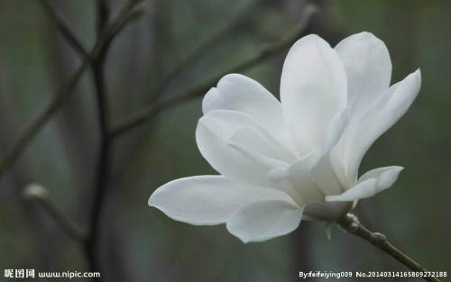 白玉兰花可以泡茶喝吗 白玉兰花的功效与作用禁忌介绍