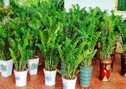 ҡǮ���Ὺ������ʲôԢ��ʲôԤ�� ҡǮ����Ȼ������