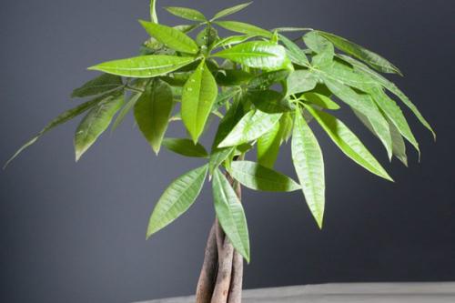 �����ܰ�ҡǮ���ڼ����мɻ��� ��֪��ҡǮ���ڼ�λ�ý��ɿ�����