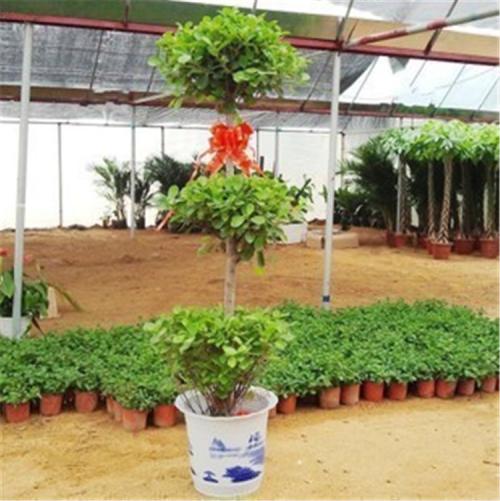 �����ܰ�ҡǮ���ڼ����мɻ��� ��֪��ҡǮ���ڼ�λ�ý��ɿ�����