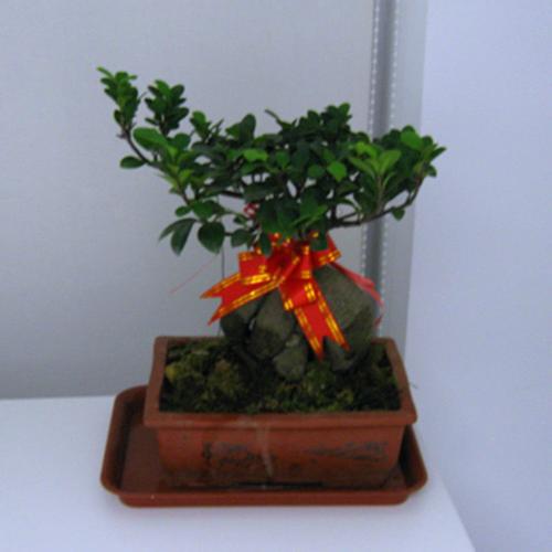 �����ܰ�ҡǮ���ڼ����мɻ��� ��֪��ҡǮ���ڼ�λ�ý��ɿ�����