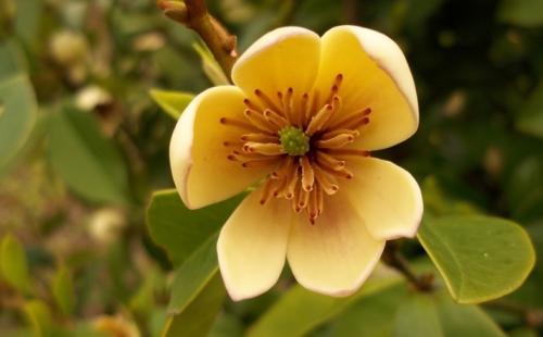 ��Ц��Ҷ�ӷ�����ô�� ��Ц��Ҷ�ӷ��Ʋ�Ҫ����ô���ͺ�