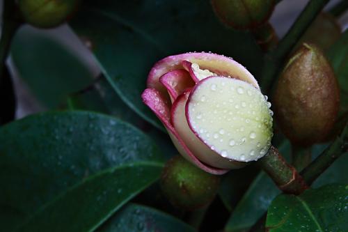 ��Ц��Ҷ�ӷ�����ô�� ��Ц��Ҷ�ӷ��Ʋ�Ҫ����ô���ͺ�