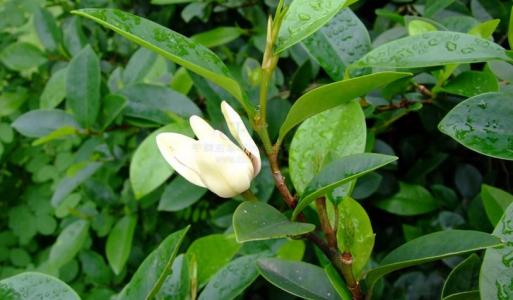 ��Ц�������Լ�Ԣ�⴫˵��ʲô ԭ����Ц���������ӵ�