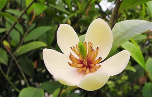 ��Ц�������Լ�Ԣ�⴫˵��ʲô ԭ����Ц���������ӵ�