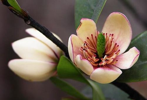 ��Ц�������Լ�Ԣ�⴫˵��ʲô ԭ����Ц���������ӵ�