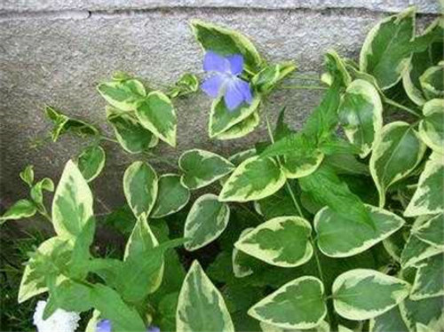 ��Ҷ��������ô�� ��Ҷ����������ֳ������ע���������