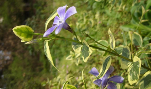 ��Ҷ��������ô�� ��Ҷ����������ֳ������ע���������