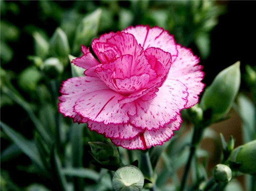 ����ܰ�Ĺ�Ч�����ü����� ���Կ���ܰ��ô����Խ��Խ��