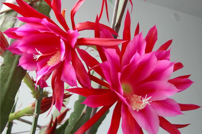 ����ɻ�����ֳ������ע������ ��ô������ɻ��Ż᳤�ÿ�