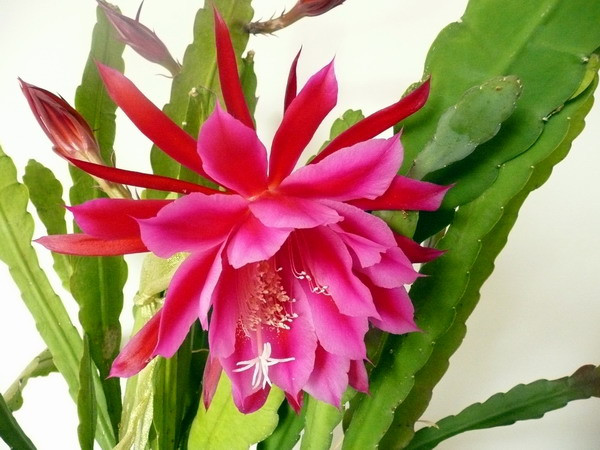 ����ɻ�����ֳ������ע������ ��ô������ɻ��Ż᳤�ÿ�