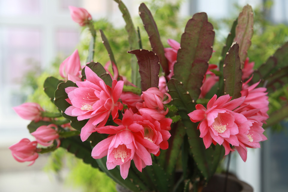 ����ɻ�����ֳ������ע������ ��ô������ɻ��Ż᳤�ÿ�