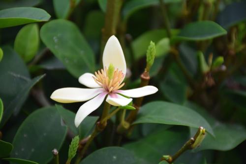 含笑花有毒吗适合室内养吗 含笑花的功效与作用竟然这么多