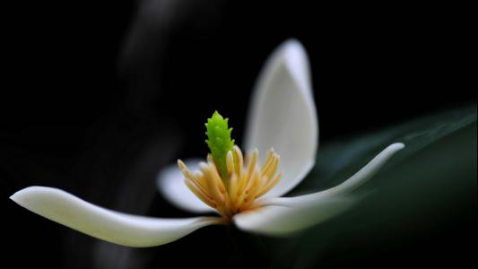 含笑花有毒吗适合室内养吗 含笑花的功效与作用竟然这么多