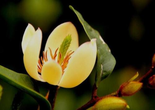 含笑花有毒吗适合室内养吗 含笑花的功效与作用竟然这么多