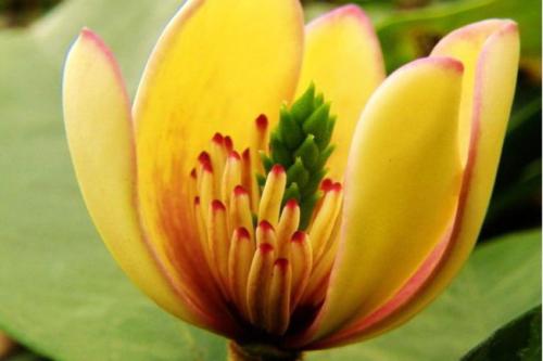 含笑花有毒吗适合室内养吗 含笑花的功效与作用竟然这么多