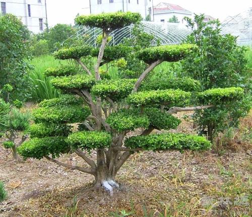 黄杨树怎么种用什么土 黄杨树的养殖方法和注意事项看这里