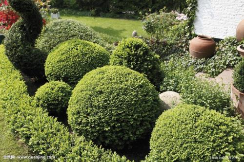黄杨树怎么种用什么土 黄杨树的养殖方法和注意事项看这里