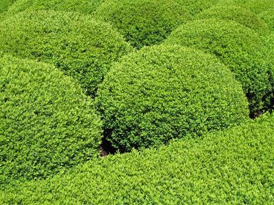 黄杨树怎么种用什么土 黄杨树的养殖方法和注意事项看这里