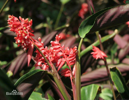 �ϱ����󿪻���ʲôʱ�򿪻� �ϱ�������ʲôԢ����