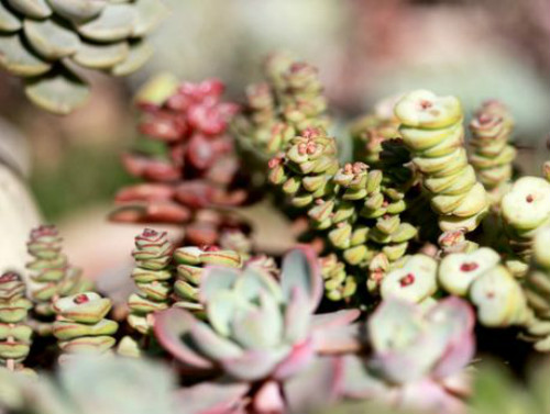 钱串子怎么养能爆盆方法图解 钱串子长得快养殖方法介绍