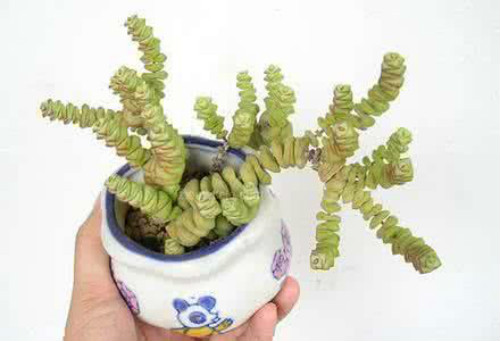 钱串子怎么养能爆盆方法图解 钱串子长得快养殖方法介绍