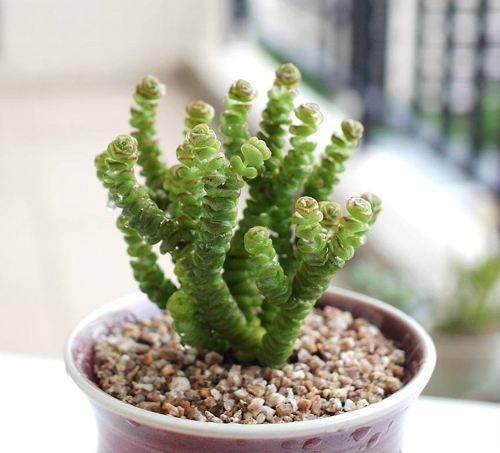 钱串子怎么养能爆盆方法图解 钱串子长得快养殖方法介绍